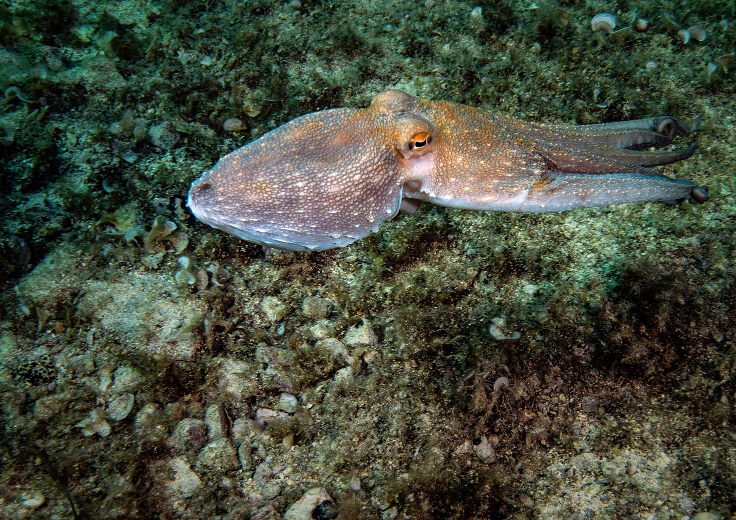 Un polpo fotografato nel mare di Smirne, in Turchia