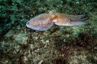 Un polpo fotografato nel mare di Smirne, in Turchia