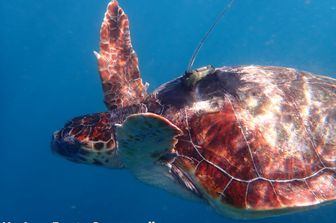 Eleonora, tartaruga caretta caretta&nbsp;