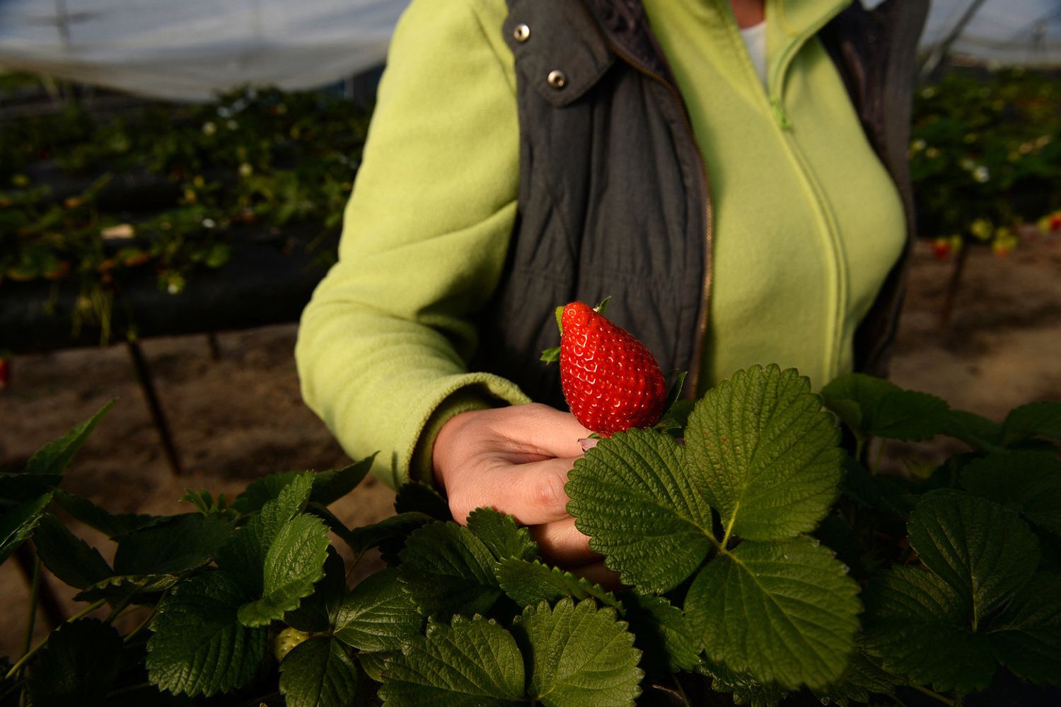 Una raccoglitrice di fragole a Lucena del Puerto nella provincia spagnola di Huelva, in Spagna