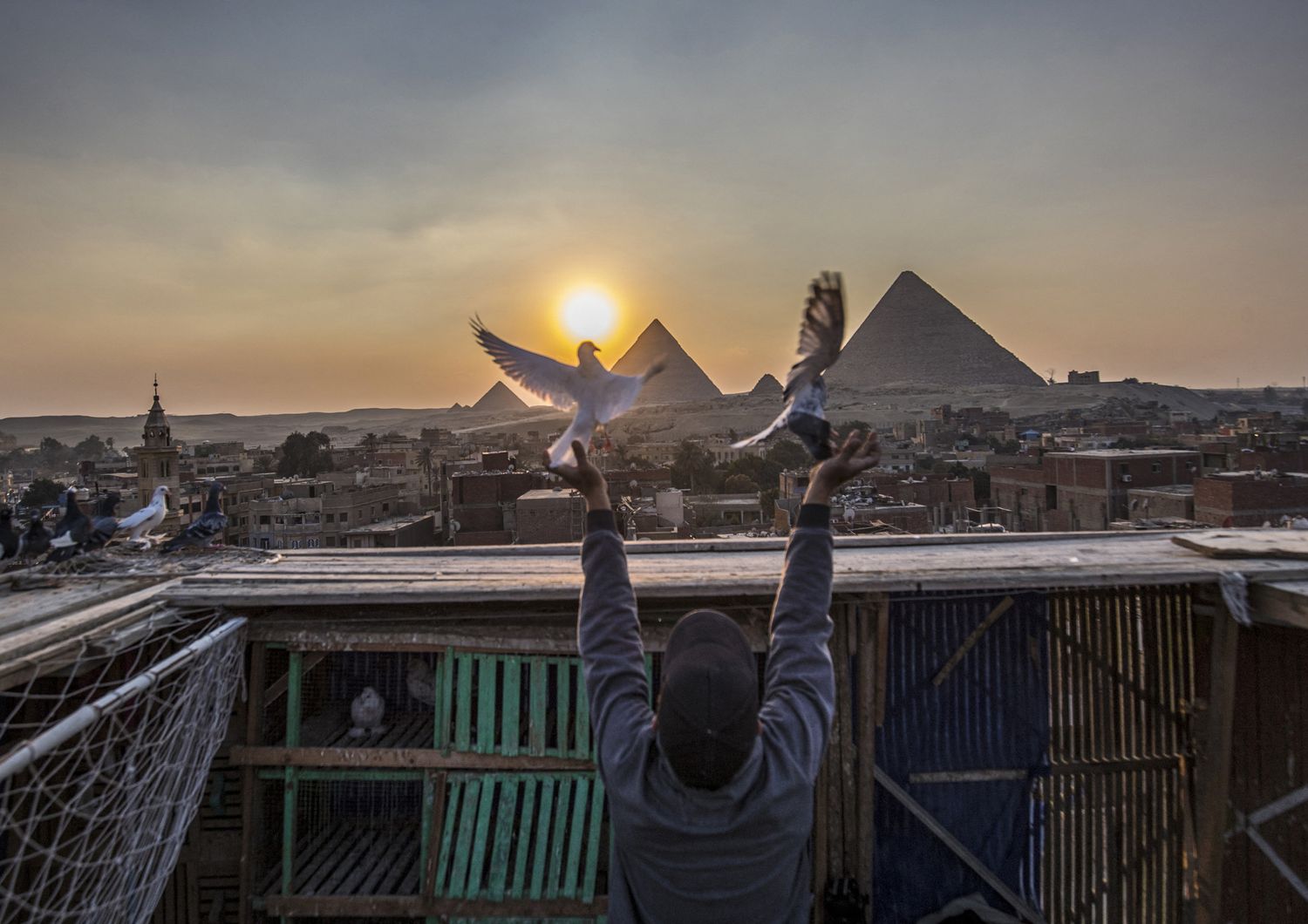 Egitto: un allevatore lancia in volo i suoi piccioni viaggiatori sullo sfondo delle piramidi