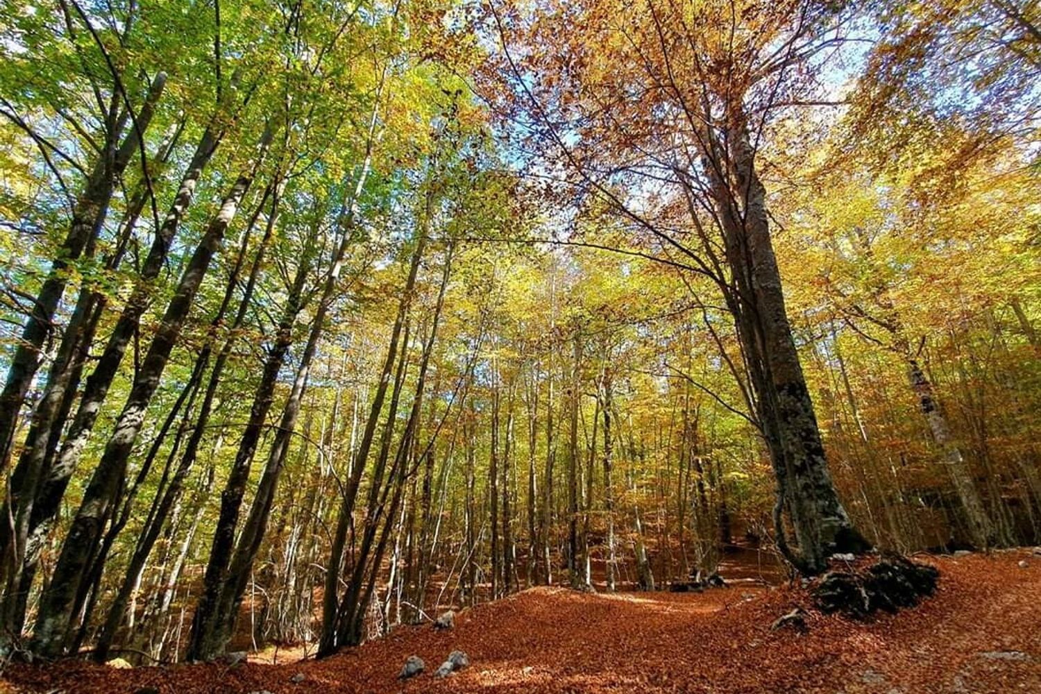 &nbsp;I boschi di PIaggine, nel Salernitano