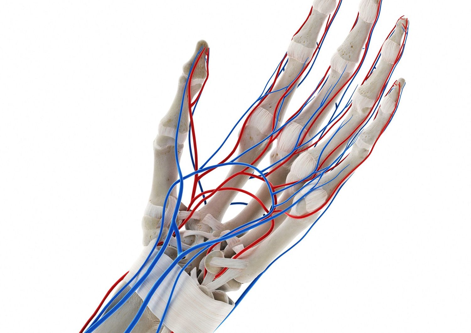Un'illustrazione dei vasi sanguigni della mano
