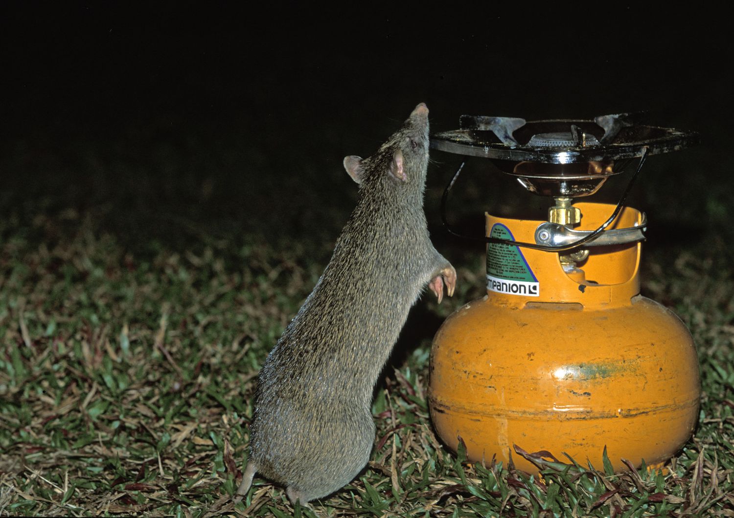 Australia: un topo curiosa in un campeggio