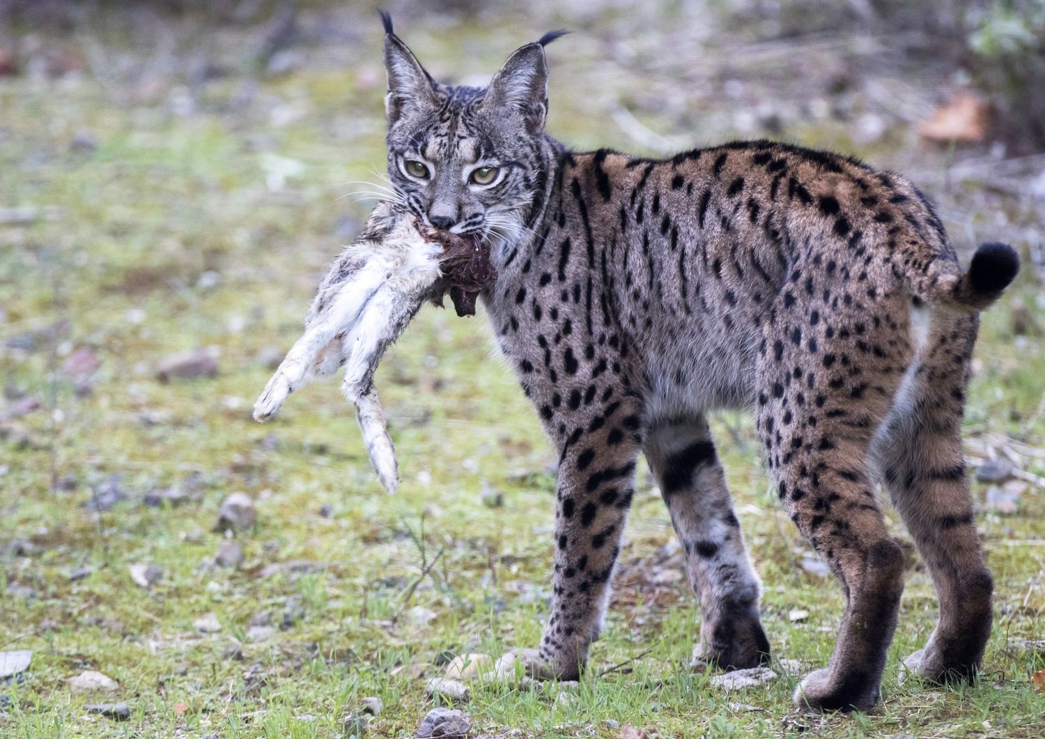 Una lince pardina fotografata nei boschi di Cordova, in Spagna, con una preda appena catturata