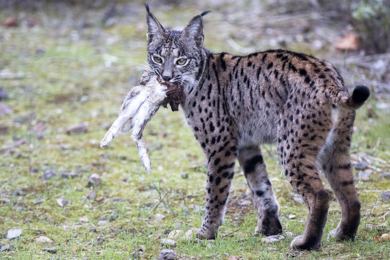 Una lince pardina fotografata nei boschi di Cordova, in Spagna, con una preda appena catturata