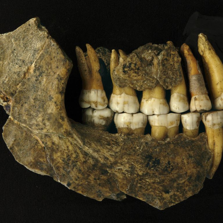 Denti di un Neanderthal