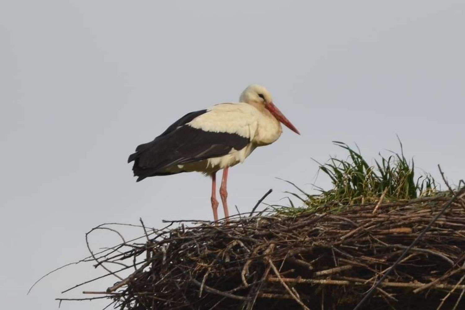 Una delle cicogne nel nido sul traliccio