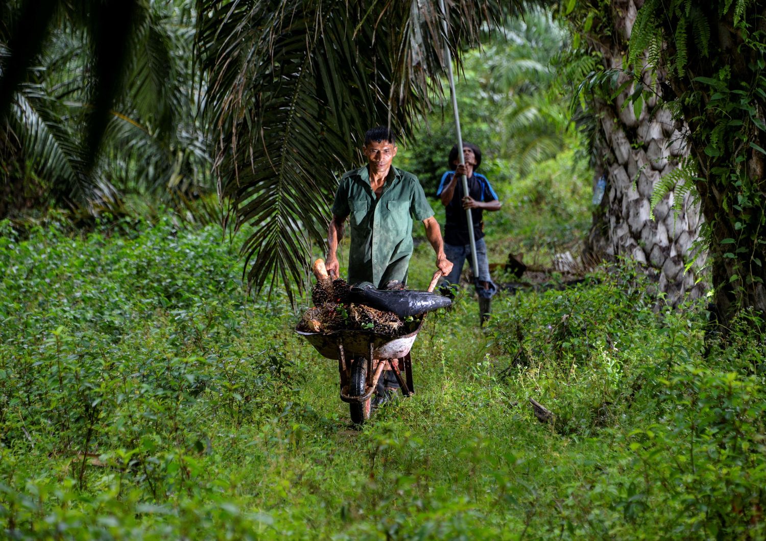Lavoratori in una piantagione di palme da olio