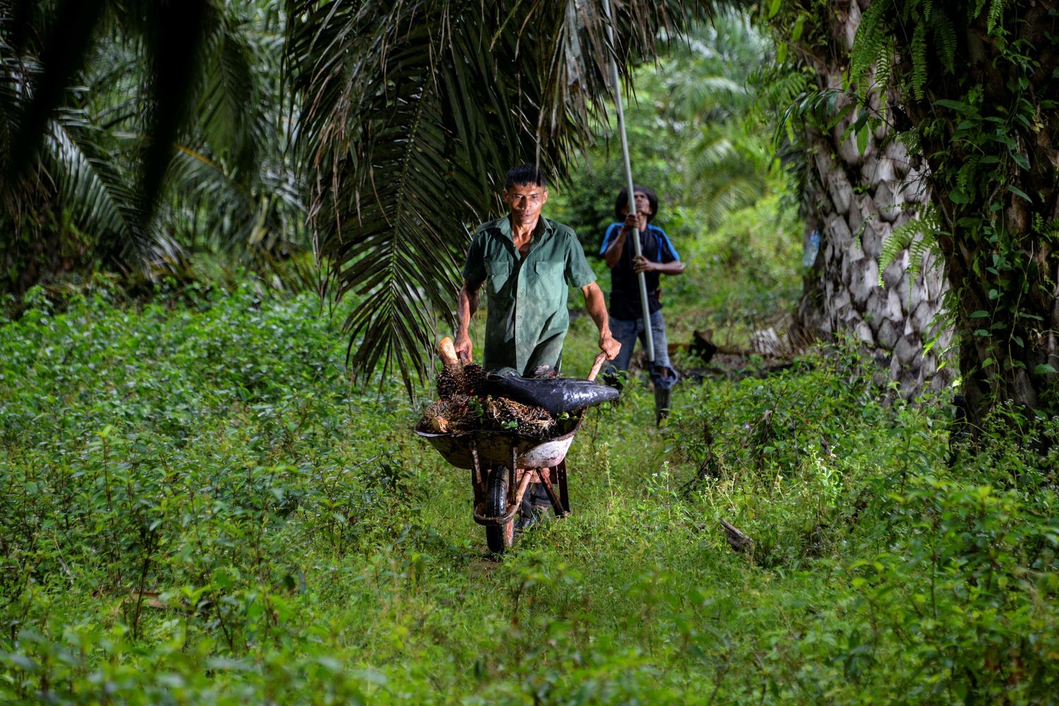 Lavoratori in una piantagione di palme da olio