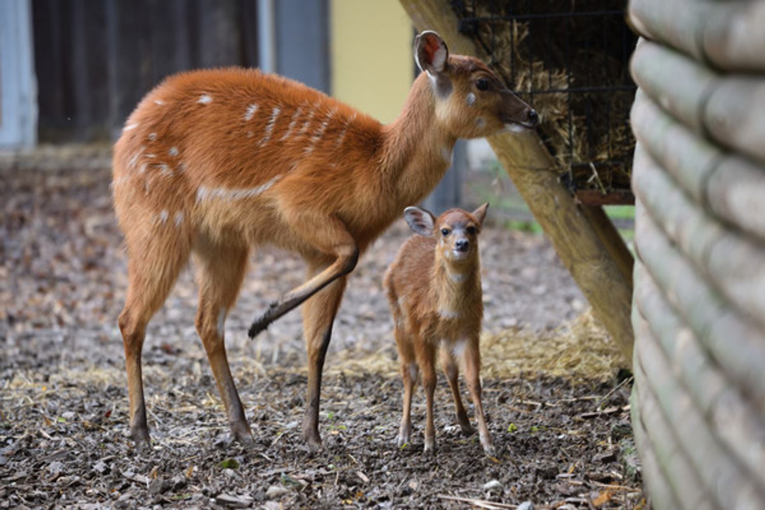 L'antilope col suo cucciolo