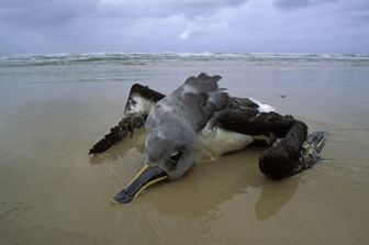 australia tre milioni uccelli marini uccisi pietra pomice