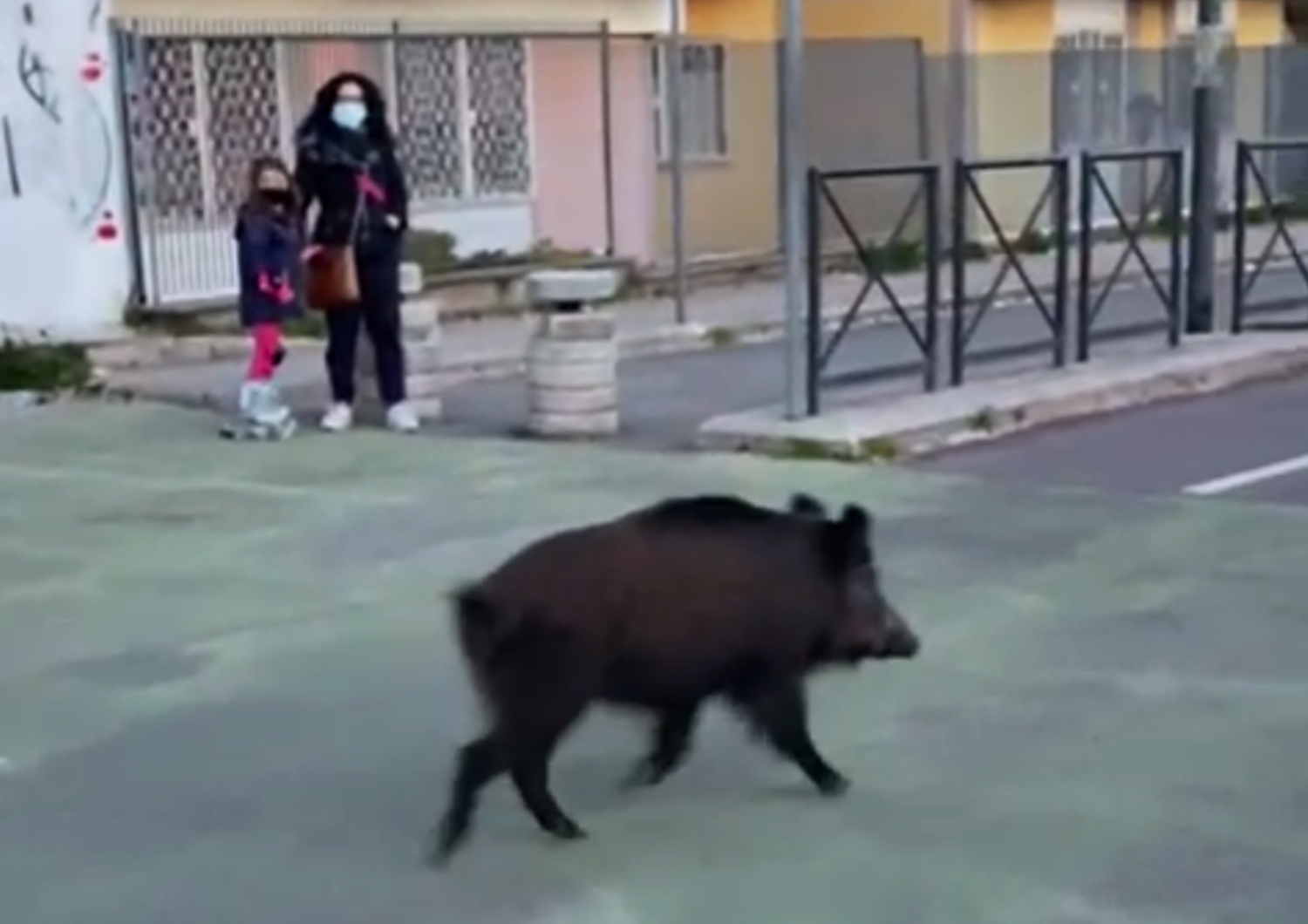 Un cinghiale a spasso sulla ciclabile di Monte Mario, a Roma