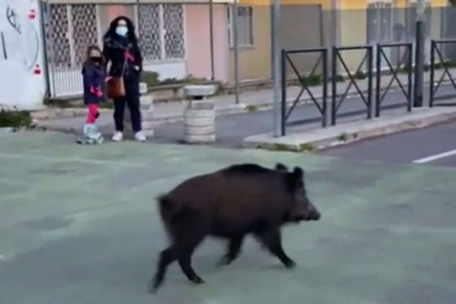 Un cinghiale a spasso sulla ciclabile di Monte Mario, a Roma