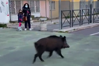 Un cinghiale a spasso sulla ciclabile di Monte Mario, a Roma