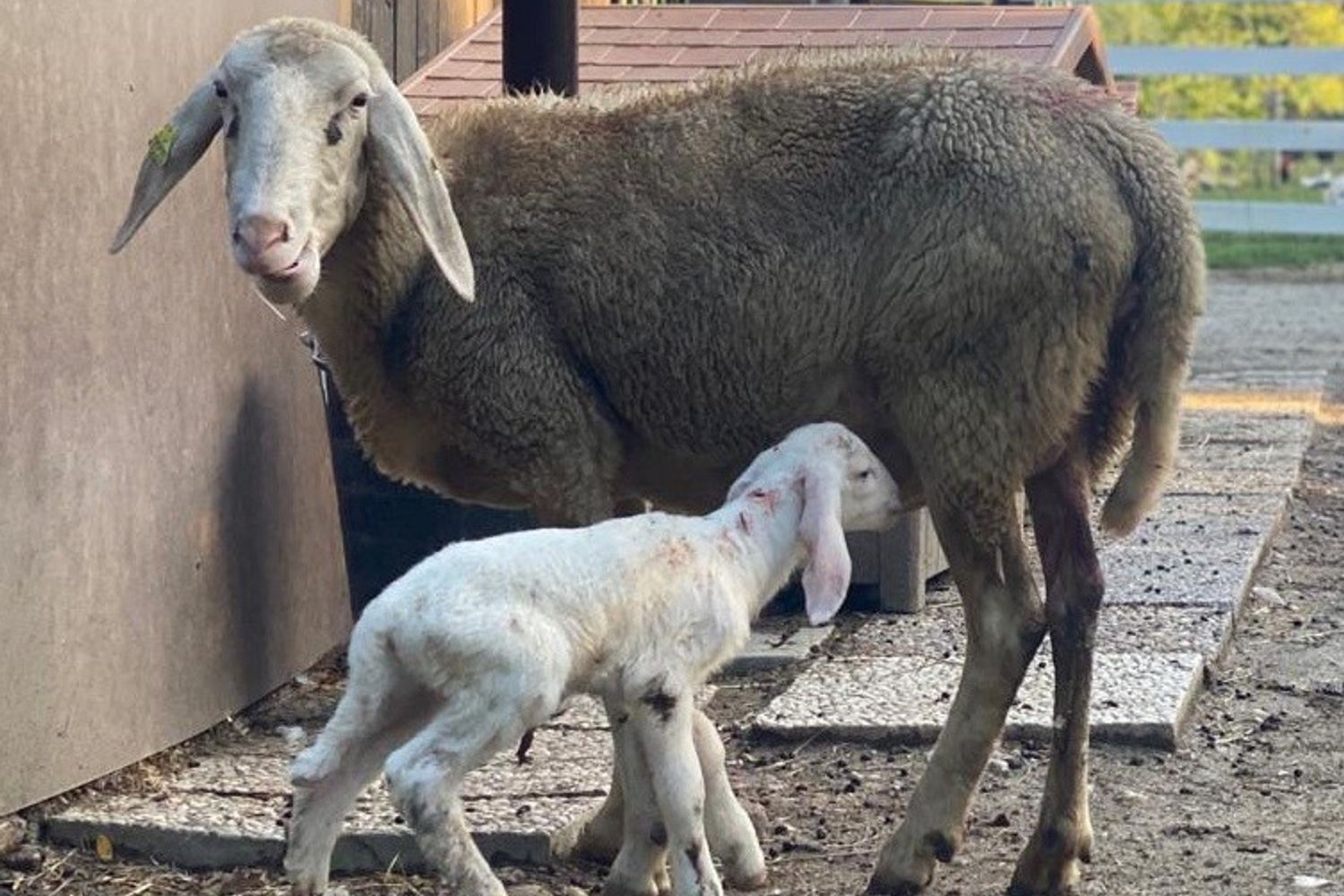 La pecora Fortunata e l'agnellino Brembo