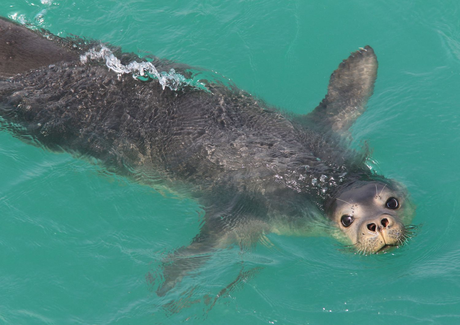 Foca monaca