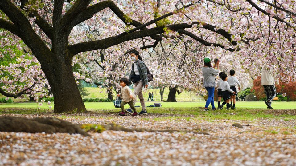 La fioritura dei ciliegi in un parco di Tokyo