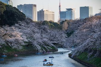 Fioritura al parco Kitanomaru di Tokyo