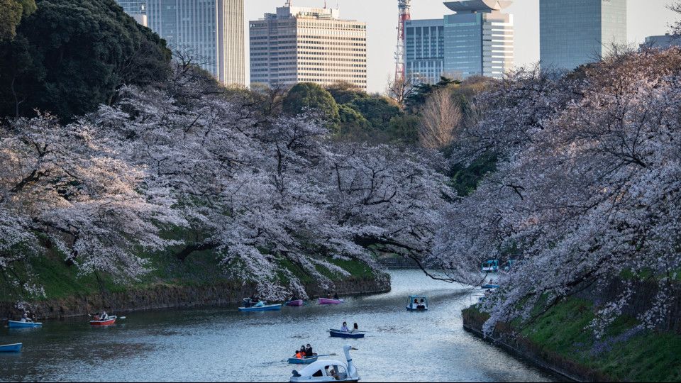 Fioritura al parco Kitanomaru di Tokyo