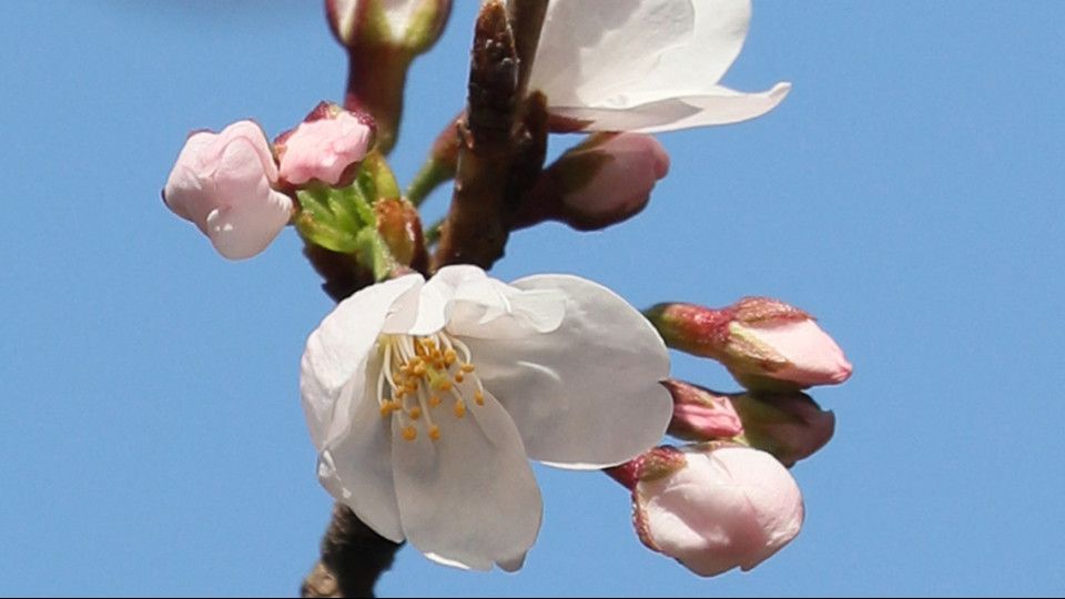&nbsp;Ciliegio in fiore a Kyoto&nbsp;