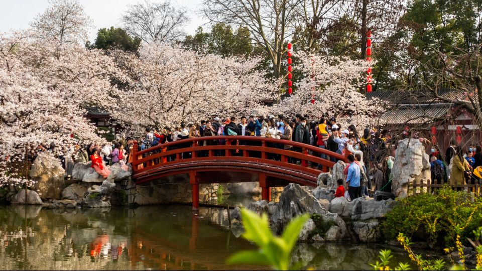 Ciliegi in fiore in Cina nel distretto di Hankou, a Wuhan