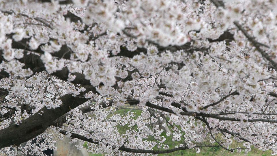 &nbsp;Fioritura in un parco della Prefettura di Fukuoka, nell'ovest del Giappone