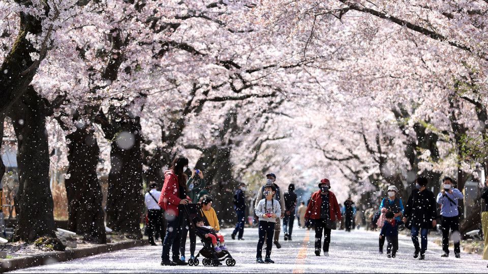 La fioritura dei ciliegi in Giappone