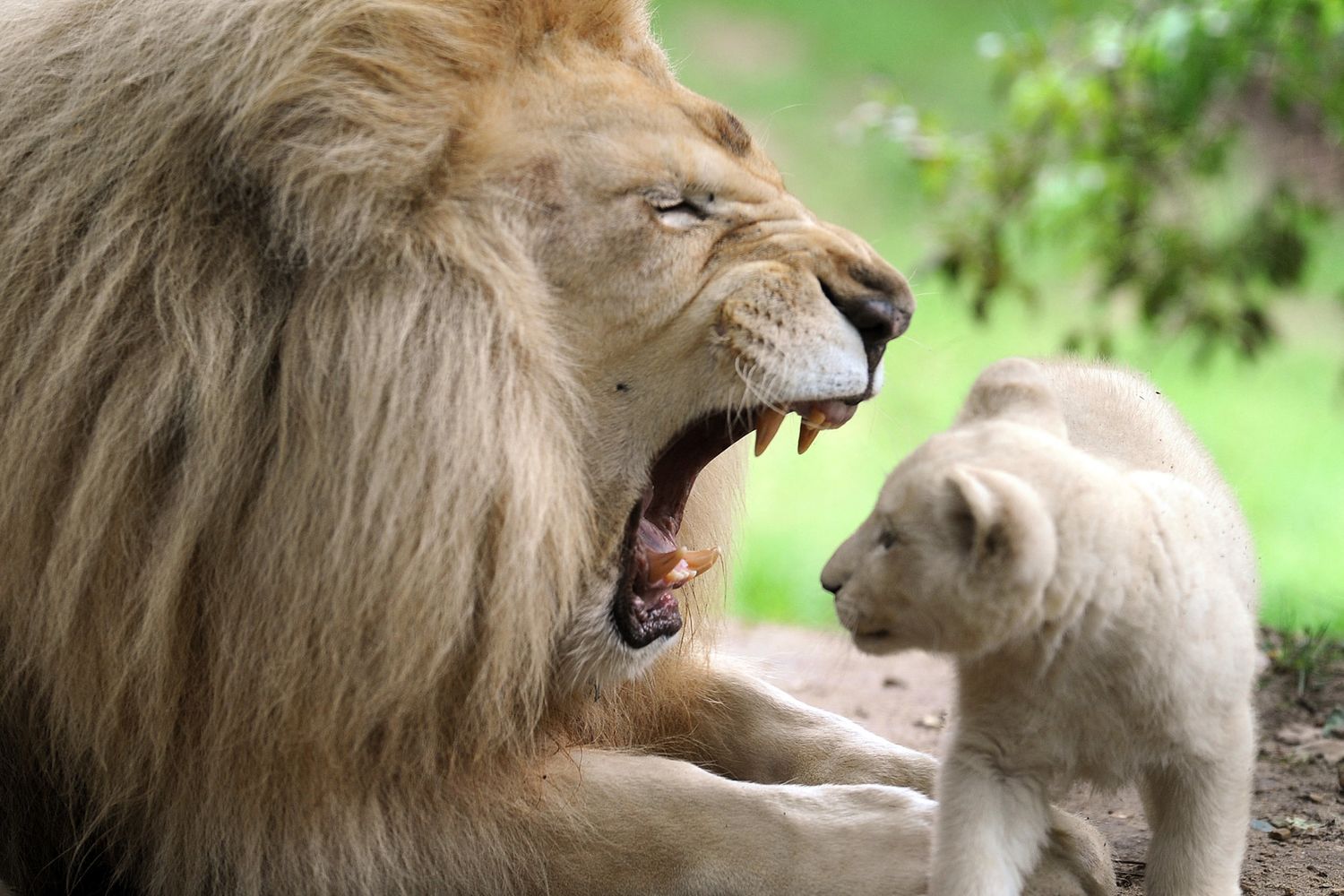 &nbsp;Leona sbadiglia davanti al cucciolo