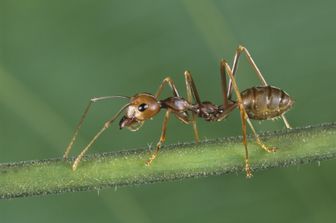formiche isolamento come esseri umani