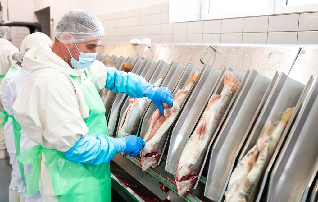 Lavorazione alimentare delle trote
