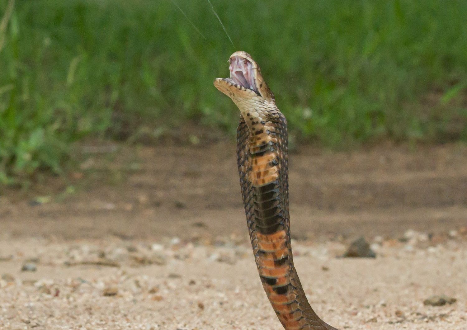 Il cobra sputatore