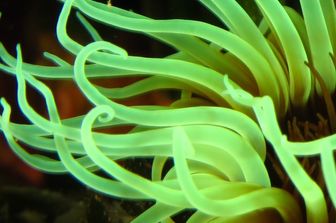 L'area marina protetta di Capo Milazzo