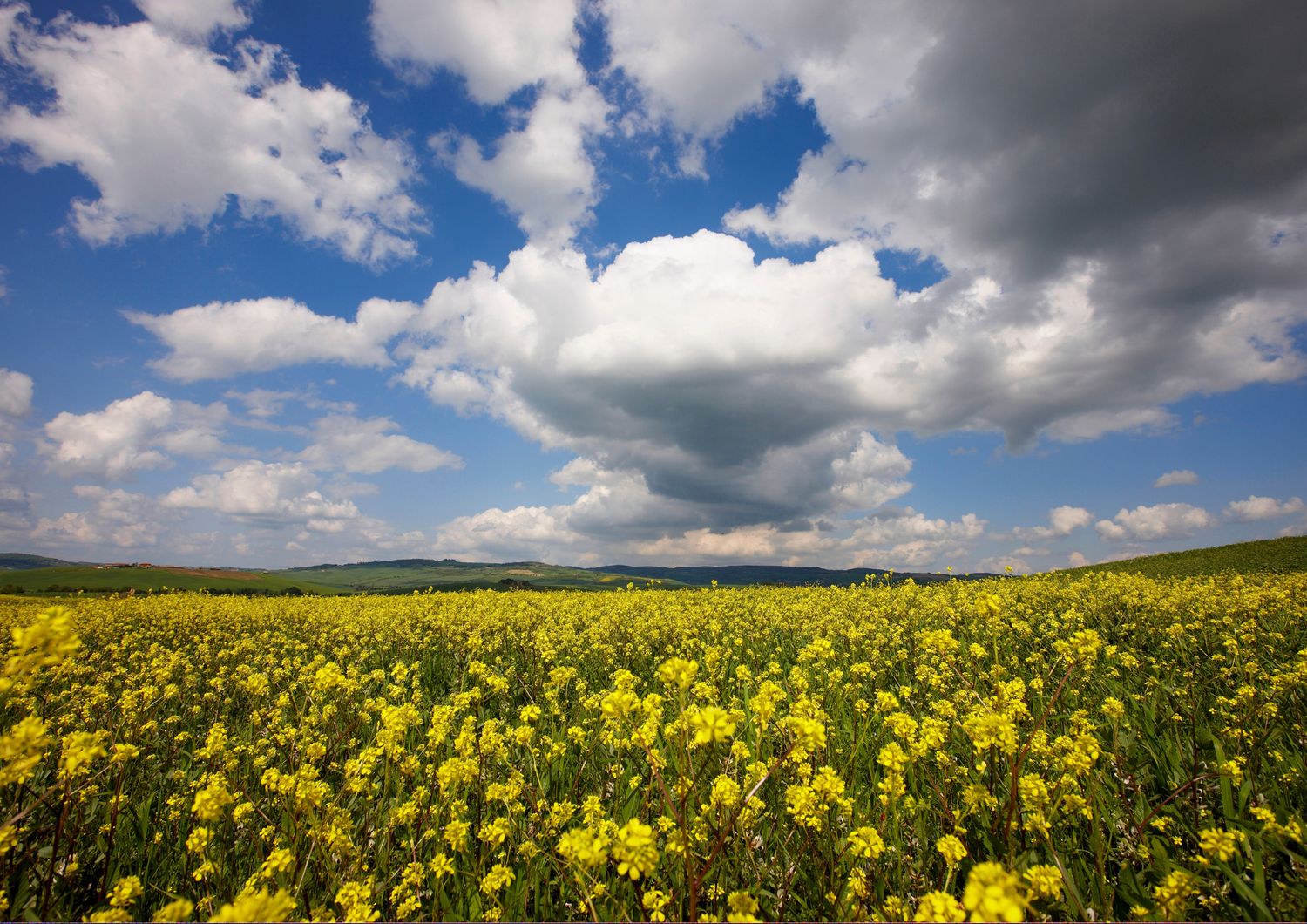 Primavera: un campo fiorito in Val d'Orcia