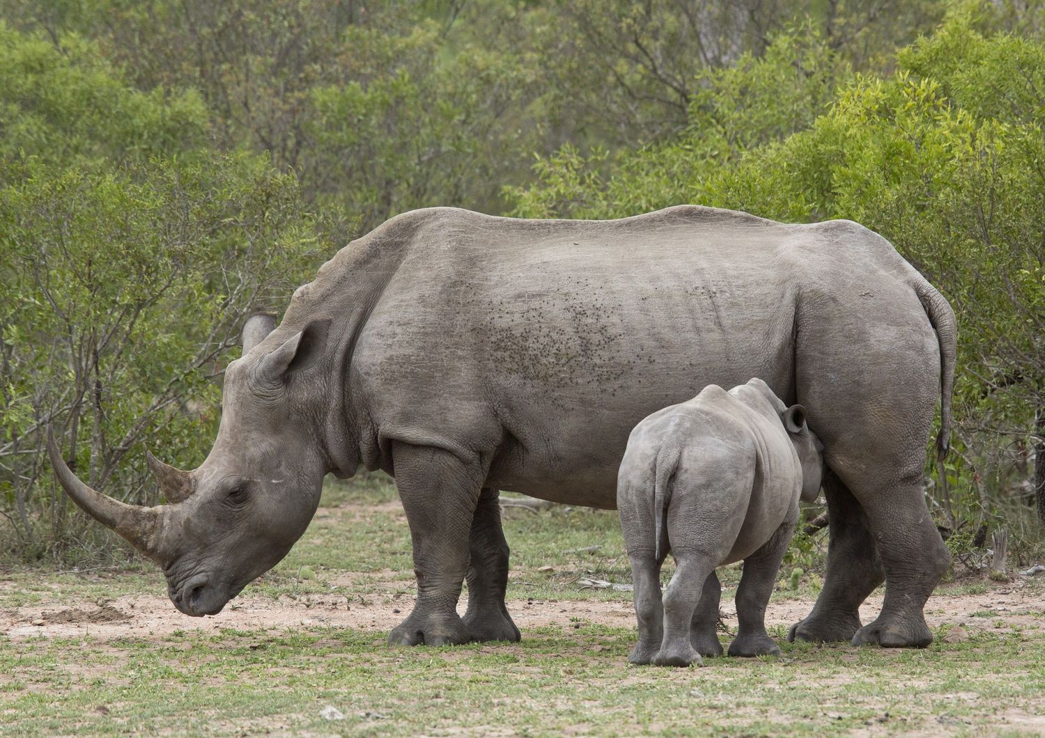 Una femmina di rinoceronte bianco con il suo piccolo