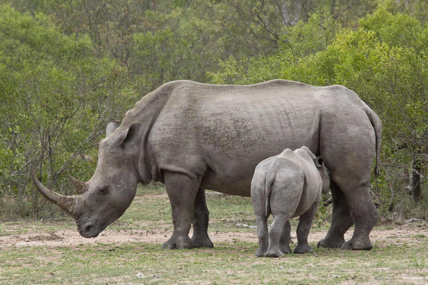 Una femmina di rinoceronte bianco con il suo piccolo