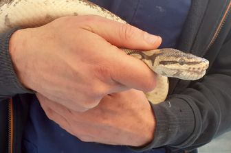 Il pitone operato ai denti