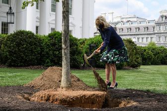 Jill Biden pianta un albero nel giardino della Casa Bianca
