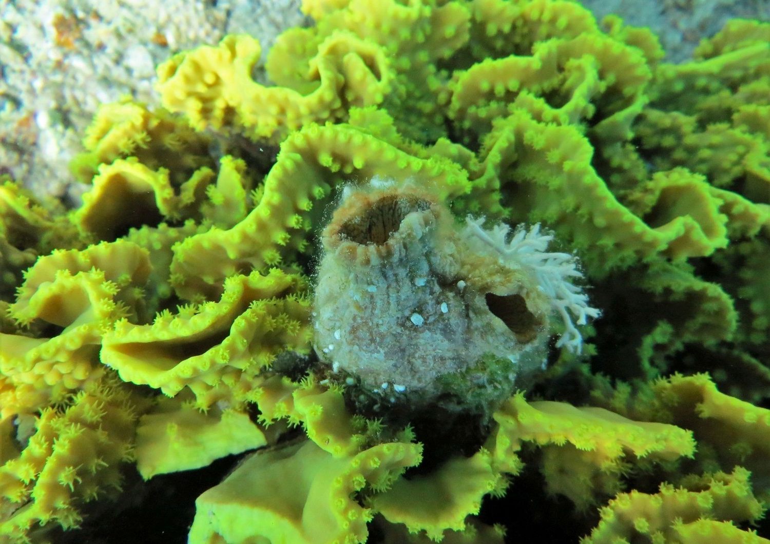 Polycarpa mytiligera, l'animale marino capace di rigenerare tutti i propri organi&nbsp;