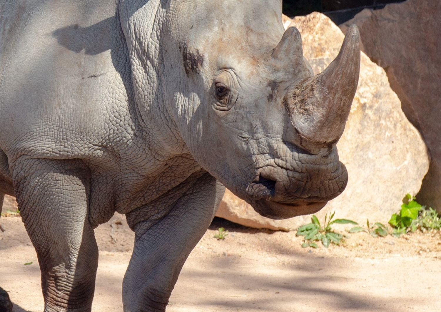 raro rinoceronte bianco casa torino
