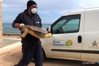 salento pescatori scienziati alleati difendere tartarughe