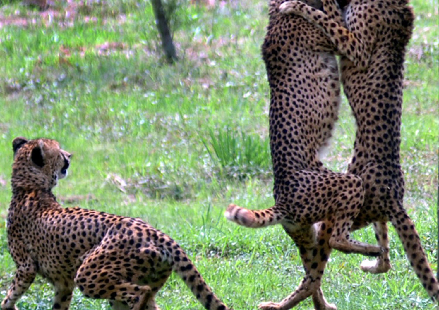 Leopardi nel safari park di&nbsp;&nbsp;Hangzhou