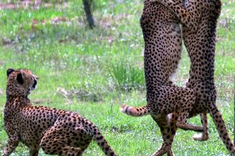 Leopardi nel safari park di&nbsp;&nbsp;Hangzhou