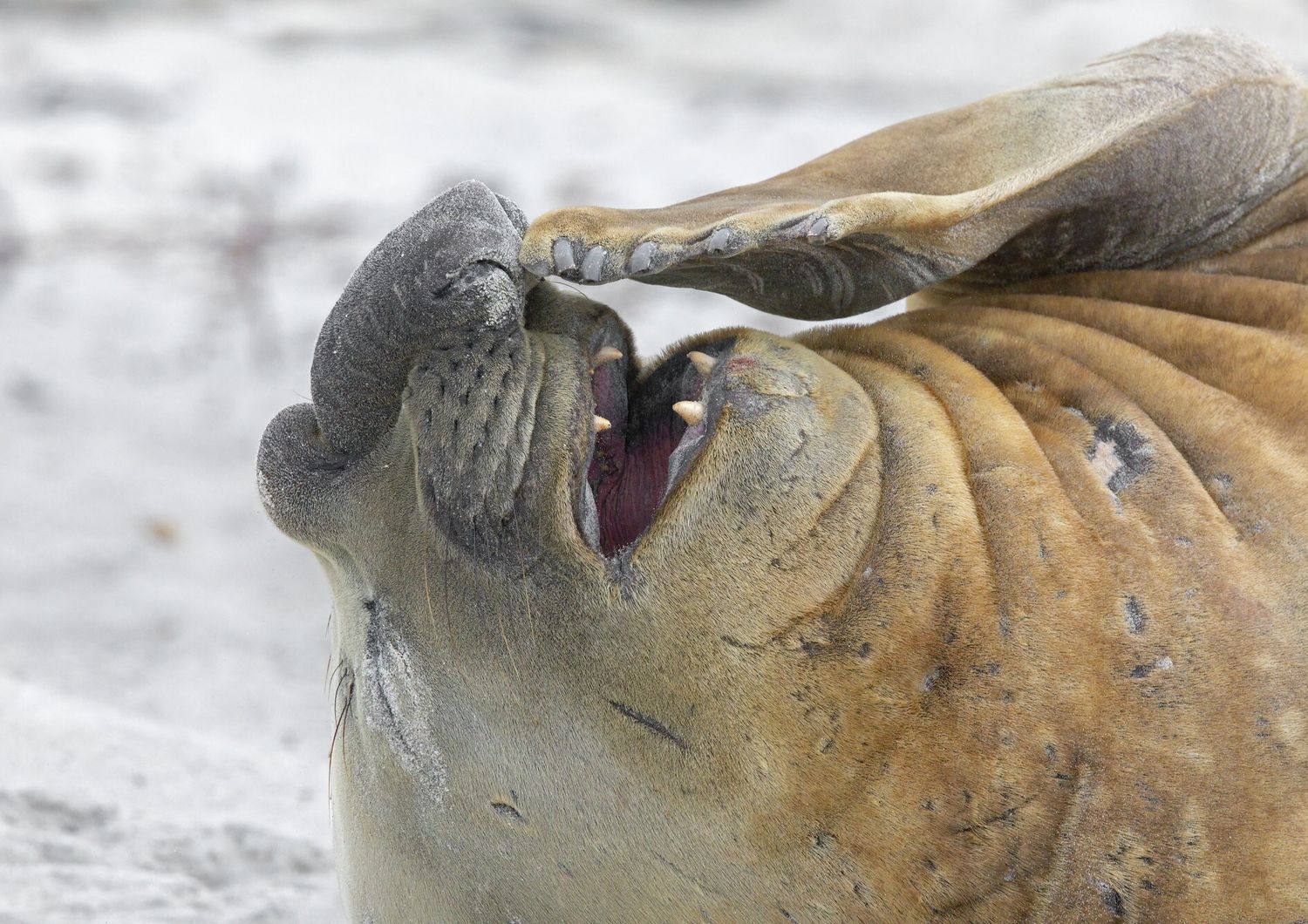 Un elefante marino fotografato alle isole Falkland