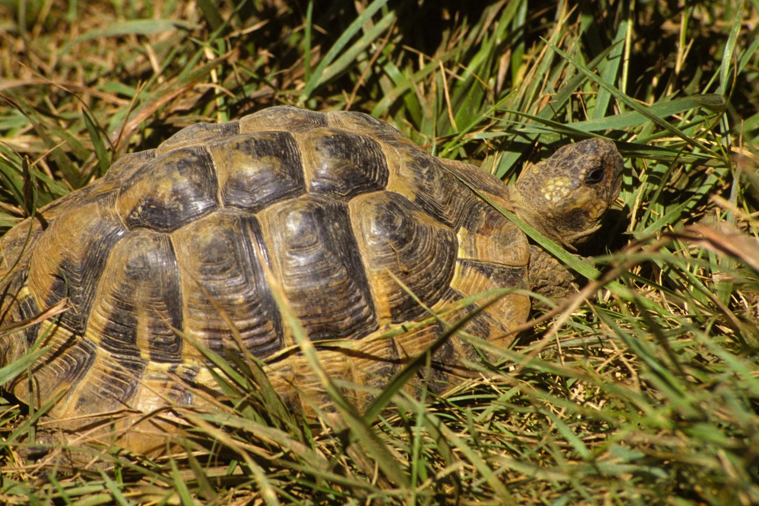 Testuggini di Hermann