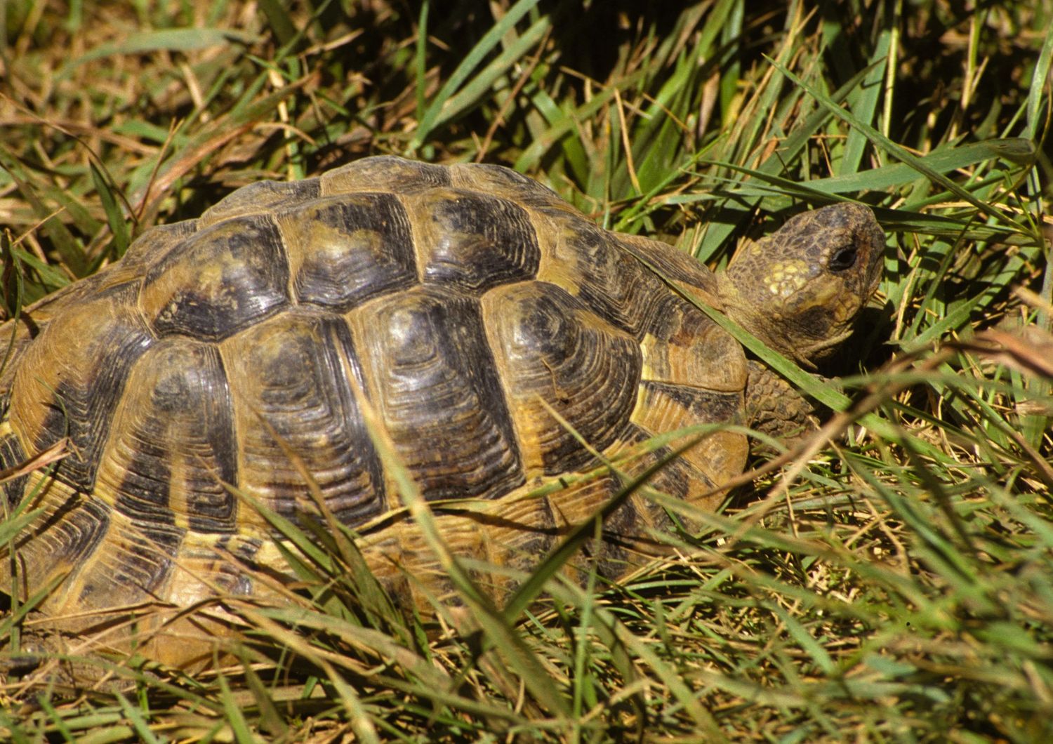 Testuggini di Hermann