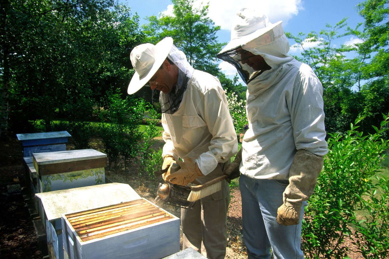 apicoltori