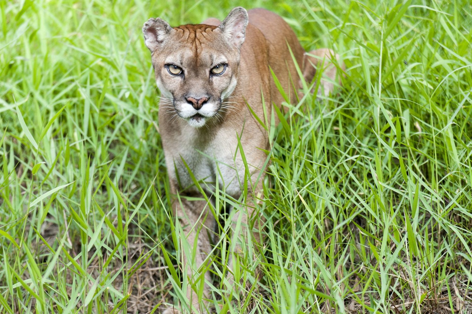Un puma