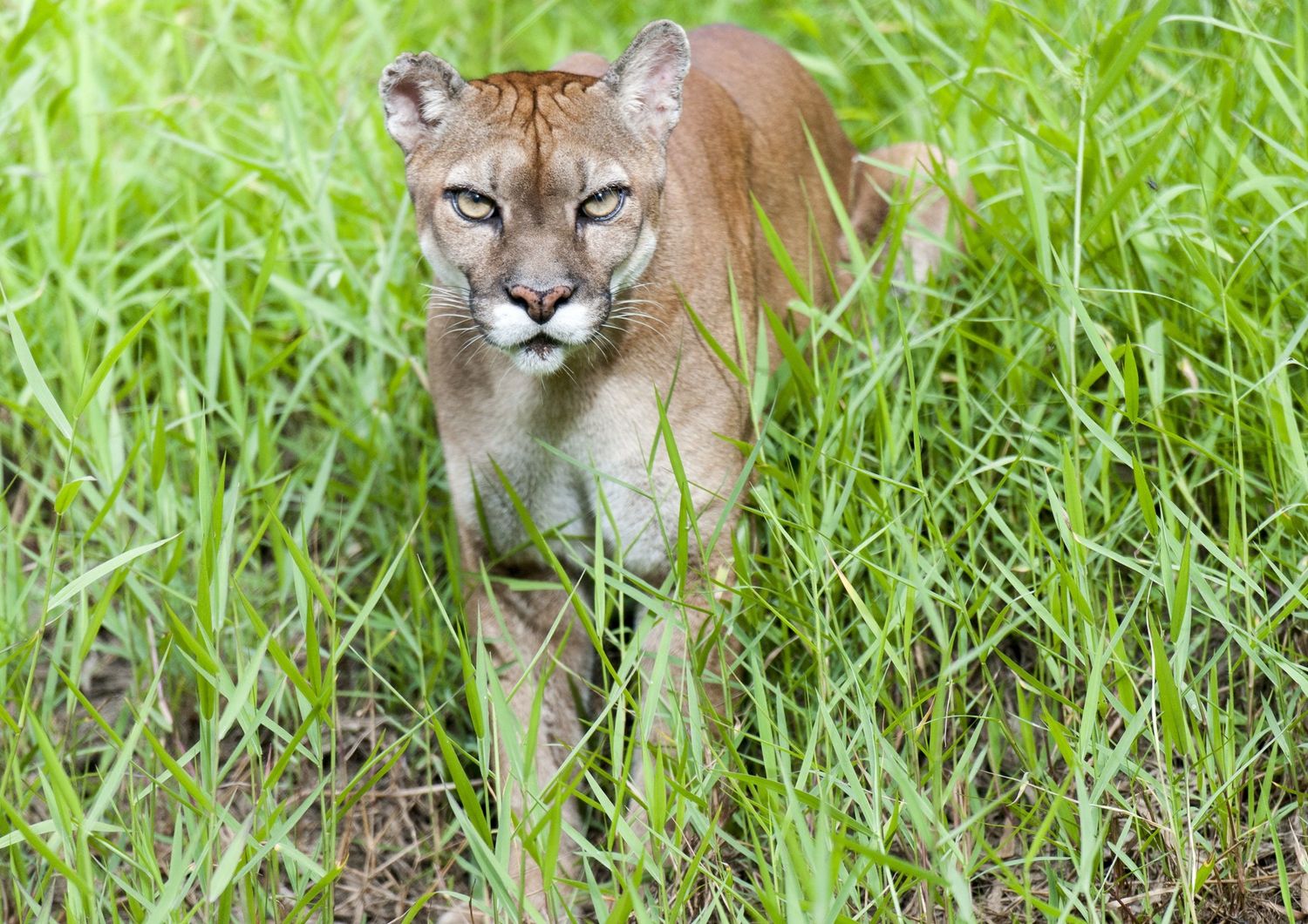 Un puma