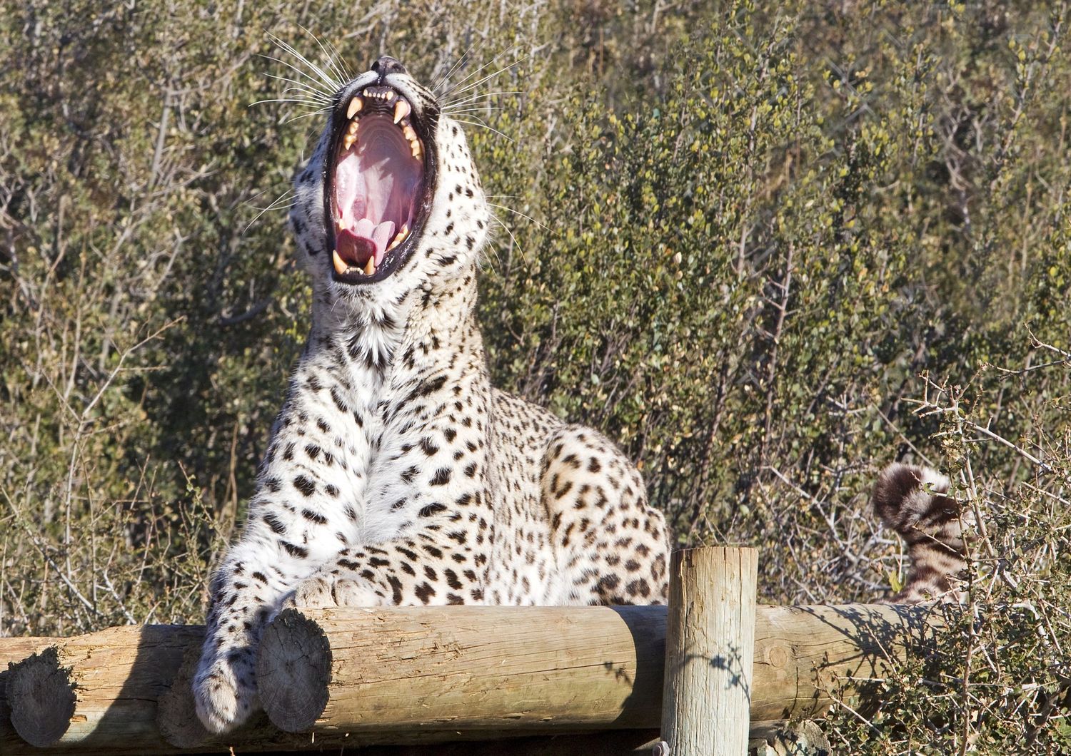 &nbsp;Leopardo persiano